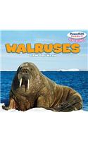 Walruses