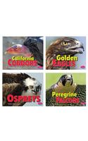 Birds of Prey