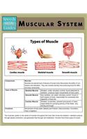 Muscular System (Speedy Study Guide)