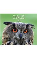 Owls 2018