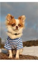 Styling Long-Haired Chihuahua Dog in a Blue Striped Shirt Pet Journal: 150 Page Lined Notebook/Diary