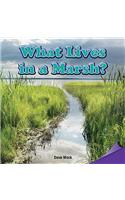 What Lives in a Marsh?