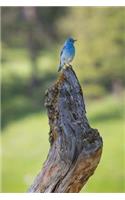 A Happy Little Bluebird Journal