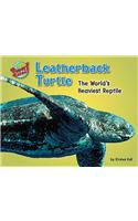Leatherback Turtle