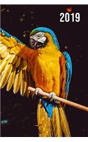 2019: Jan - Dez Wochenplaner - 365 Tage Terminkalender Mit Uhrzeit - 1 Tag Auf 1 Seite, Ca. A5 - Papagei Ara