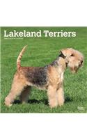 Lakeland Terriers 2020 Square Btuk