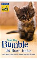 Bumble the Brave Kitten