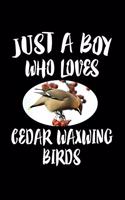 Just A Boy Who Loves Cedar Waxwing