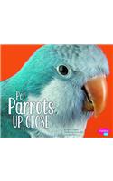 Pet Parrots Up Close