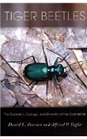 Tiger Beetles