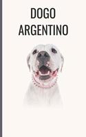 Dogo Argentino