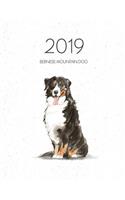 2019 Bernese Mountain Dog