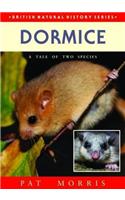 Dormice