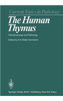 Human Thymus