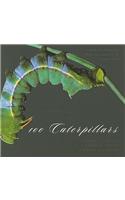 100 Caterpillars