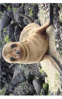 A Galapagos Sea Lion Poses for You Journal: 150 page lined notebook/diary