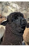A Black Alpaca in a Meadow Animal Portrait Journal: 150 Page Lined Notebook/Diary