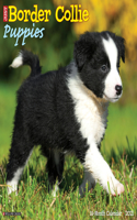 Just Border Collie Puppies 2021 Wall Calendar (Dog Breed Calendar)