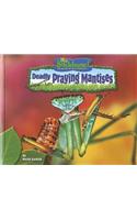 Deadly Praying Mantises