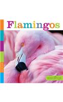 Seedlings: Flamingos: (Seedlings)