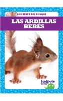 Las Ardillas Bebés (Squirrel Kits)