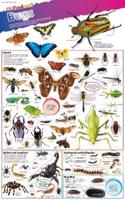 DKfindout! Bugs Poster