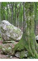 A Moss Covered Tree in Ticino Forrest Switzerland: 150 Page Lined Notebook/Diary