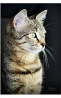 Cat Journal