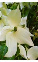 Summer Journal Flowering Tree: (Notebook, Diary, Blank Book)(Flower Photo Journals Notebooks Diaries)