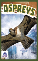 Ospreys: (Birds of Prey)