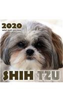 Shih Tzu 2020 Mini Wall Calendar