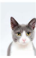 Feline Notebook