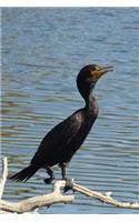 Double-Crested Cormorant (Phalacrocorax Auritus) Bird Journal: 150 page lined notebook/diary