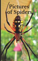 Pictures of Spiders: Funny White Elephant, Secret Dirty Santa Gift, (Stupid Gifts Ideas)