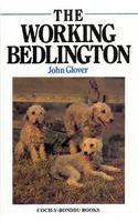 Working Bedlington