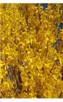 2019 Daily Planner Spring Forsythia Bushes 384 Pages