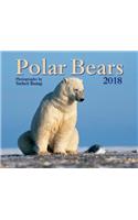 Polar Bears 2018