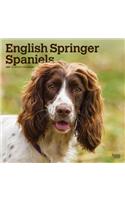 English Springer Spaniels International Edition 2021 Square Btuk