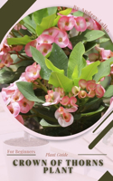 Crown of Thorns Plant