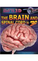The Brain and Spinal Cord in 3D