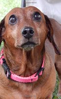 Dachshund Puppy Dog Peeking at a Treat on the Table Journal