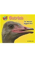 Ostrich