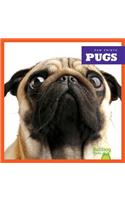 Pugs