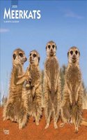 MEERKATS 2020 SQUARE WALL CALENDAR