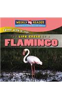The Life Cycle of a Flamingo