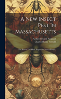 New Insect Pest In Massachusetts