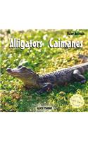 Alligators / Caimanes