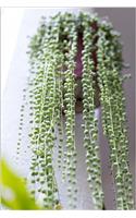 Cascading Bright Green String of Pearls Potted Plant Succulent Journal: 150 Page Lined Notebook/Diary
