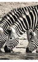 Zebra Notebook