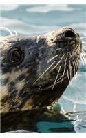 Cool Close Up of a Seal Animal Journal: 150 Page Lined Notebook/Diary